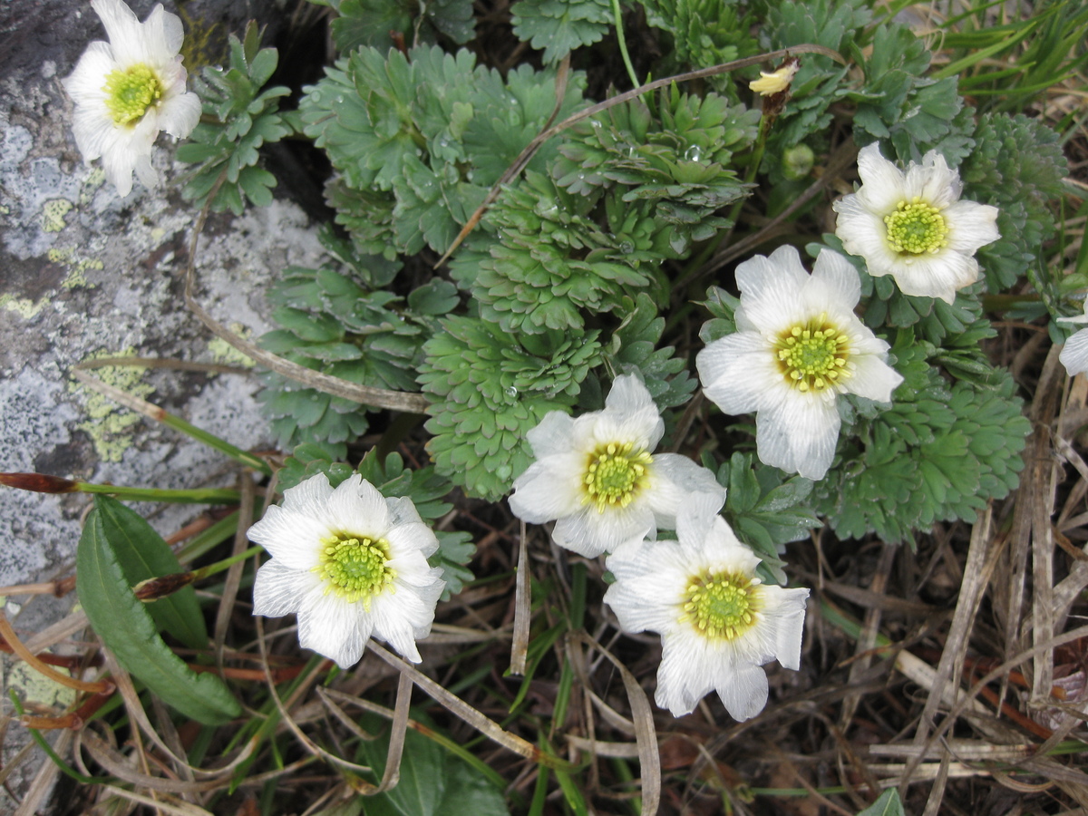 キタダケソウ | 南アルプスの宝箱 〜南アルプス魅力発信・環境学習サイト〜