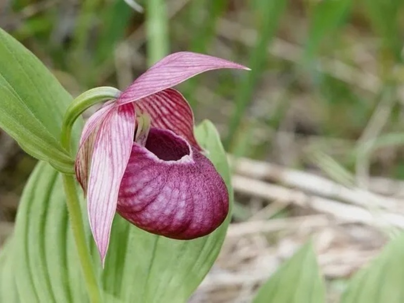 山野草 高山植物 厚岸ホテイアツモリソウ 花芽1葉芽2