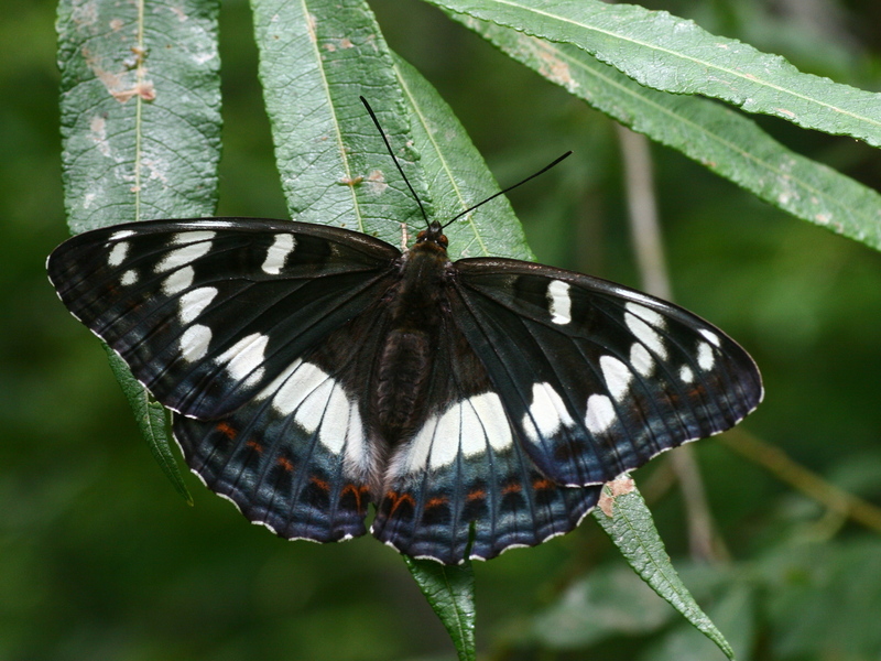 オオイチモンジ | 南アルプスの宝箱 〜南アルプス魅力発信・環境学習