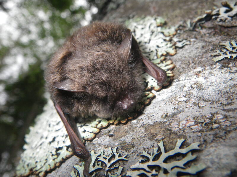 ヒゲツラコウモリのバイオリニスト ヒゲツラコウモリのバイオリニスト